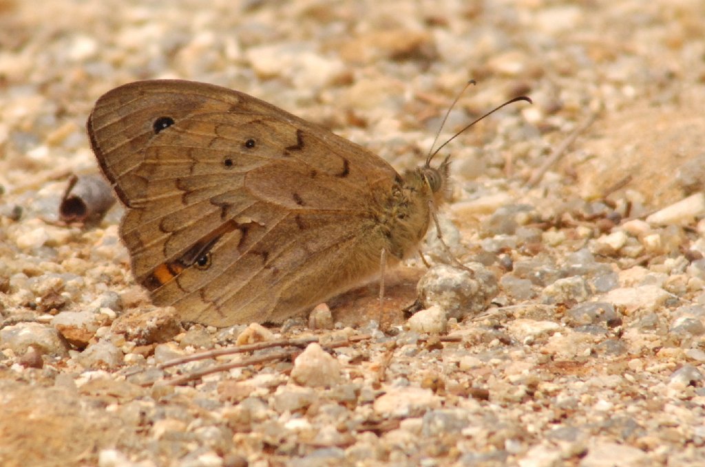 022 2008-01227512 Coles Bay to Wyena, Tasmania, AU.JPG - Butterfly. On the road between Coles Bay and Wyena, Tasmania, AU, 1-22-2008